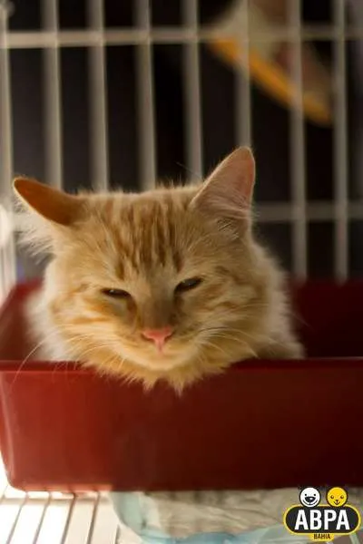 Gato raça SRD idade 7 a 11 meses nome Aurora