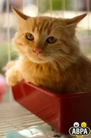 Gato raça SRD idade 7 a 11 meses nome Aurora