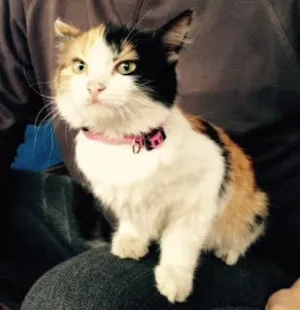 Gato raça SRD idade Abaixo de 2 meses nome MILU