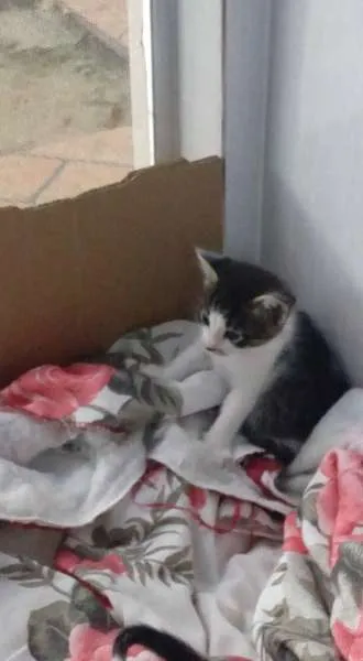 Gato ra a RND idade Abaixo de 2 meses nome Duquesa