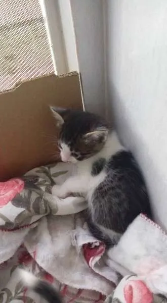 Gato ra a RND idade Abaixo de 2 meses nome Duquesa