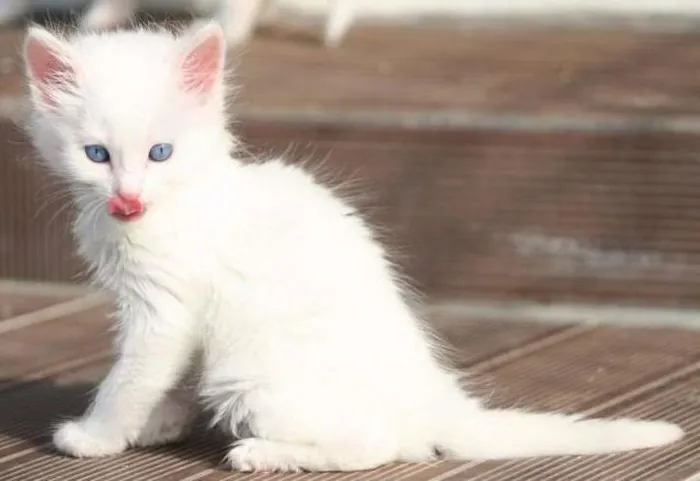 Gato ra a VIRALATA idade 2 a 6 meses nome ANGELA
