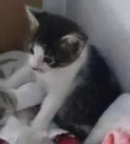 Gato raça RND idade Abaixo de 2 meses nome Duquesa
