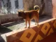 Guerreiro/Mel/Perig