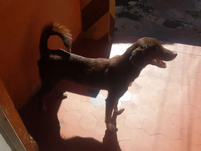 Cachorro raça SRD idade 6 ou mais anos nome Guerreiro/Mel/Perig
