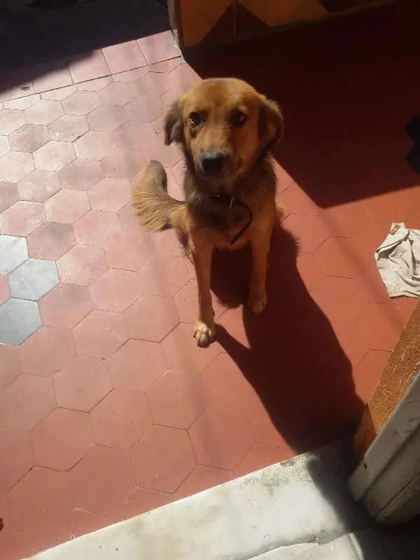 Cachorro raça SRD idade 6 ou mais anos nome Guerreiro/Mel/Perig