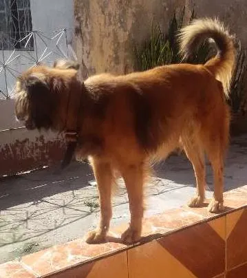 Cachorro raça SRD idade 6 ou mais anos nome Guerreiro/Mel/Perig