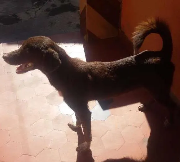 Cachorro raça SRD idade 6 ou mais anos nome Guerreiro/Mel/Perig