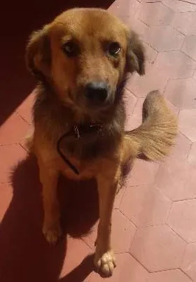 Cachorro raça SRD idade 6 ou mais anos nome Guerreiro/Mel/Perig
