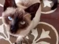 Kitty