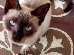 Gato ra a Siamês idade 7 a 11 meses nome Kitty
