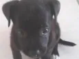 Bolinha