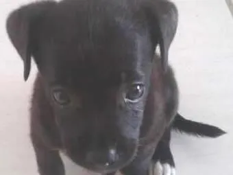 Cachorro ra a SRD idade  nome Bolinha