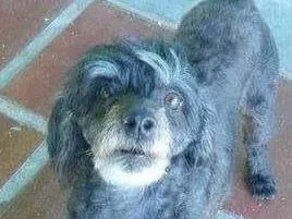 Cachorro ra a poodle mestiça idade 6 ou mais anos nome Pity GRATIFICA