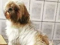 Cachorro ra a Lhasa Apso idade 3 anos nome Luma GRATIFICA