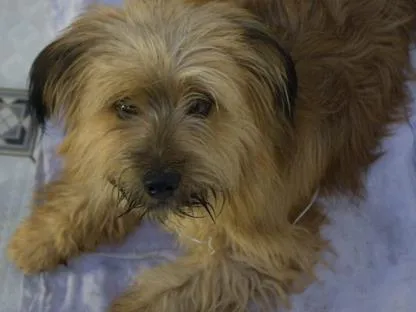 Cachorro ra a Não sei dizer idade  nome Não sei