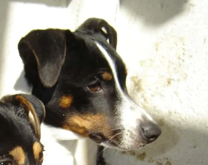 Cachorro ra a Fox Paulistinha idade 6 ou mais anos nome coti