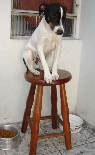 Cachorro ra a Fox Paulistinha idade 6 ou mais anos nome coti