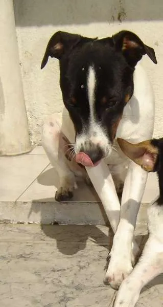 Cachorro ra a Fox Paulistinha idade 6 ou mais anos nome coti