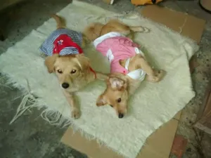 Cachorro raça SRD idade 7 a 11 meses nome Belinha e Luluzinha