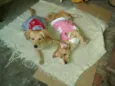Belinha e Luluzinha