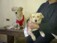 Belinha e Luluzinha