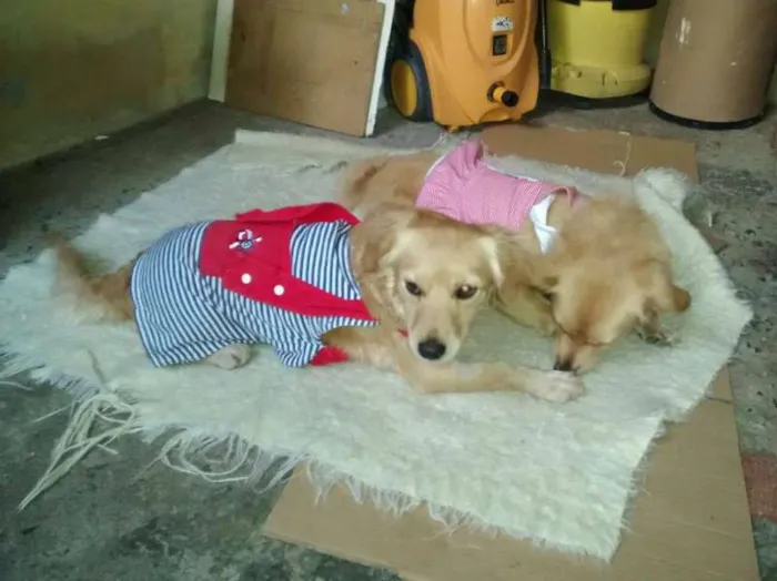Cachorro ra a SRD idade 7 a 11 meses nome Belinha e Luluzinha