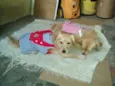 Belinha e Luluzinha