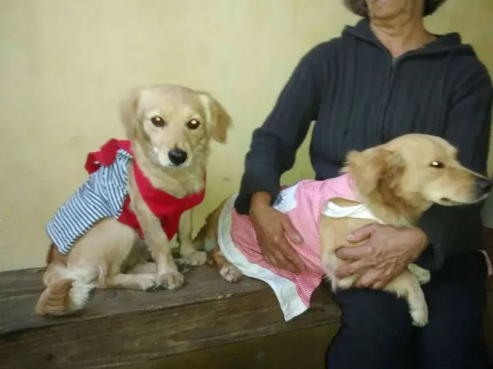 Cachorro ra a SRD idade 7 a 11 meses nome Belinha e Luluzinha