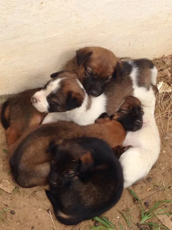 Cachorro raça SRD idade 2 a 6 meses nome Ainda sem nomes