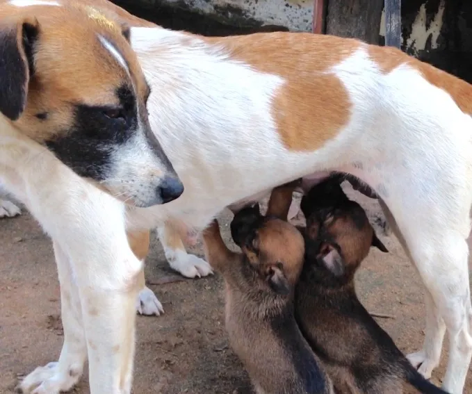 Cachorro raça SRD idade 2 a 6 meses nome Ainda sem nomes