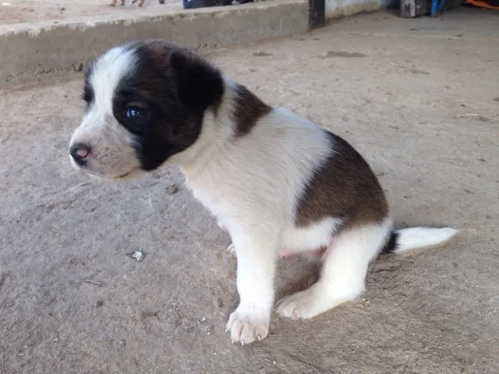 Cachorro raça SRD idade 2 a 6 meses nome Ainda sem nomes