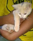 PRINCESA E VIOLETA