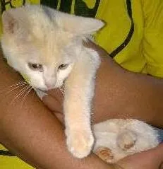 Gato raça SRD idade 2 a 6 meses nome PRINCESA E VIOLETA