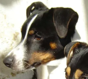 Cachorro raça Fox Paulistinha idade 6 ou mais anos nome coti
