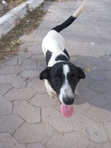 Cachorro raça SRD idade 2 anos nome sem nome