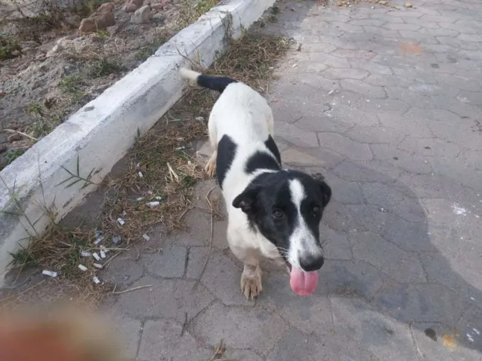 Cachorro raça SRD idade 2 anos nome sem nome