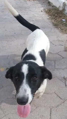 Cachorro raça SRD idade 2 anos nome sem nome