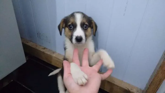 Cachorro ra a Misturada idade 2 a 6 meses nome Bela