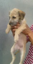 Pituxa