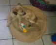 Pituxa