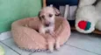 Pituxa
