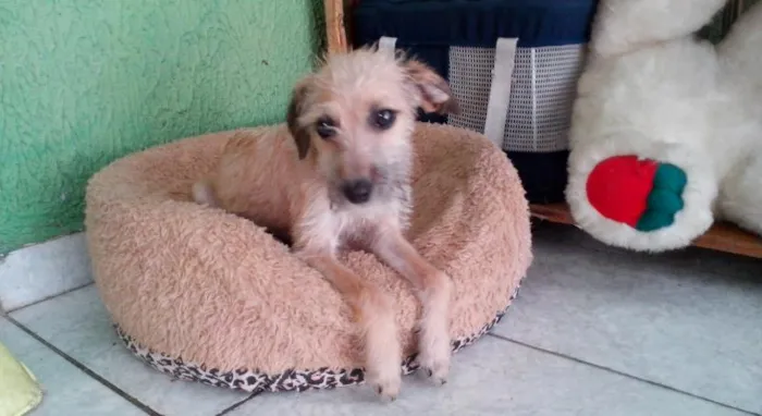 Cachorro ra a SRD idade 2 a 6 meses nome Pituxa