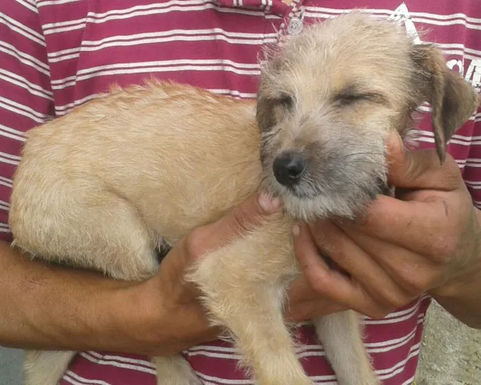 Cachorro ra a SRD idade 2 a 6 meses nome Pituxa