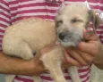 Pituxa