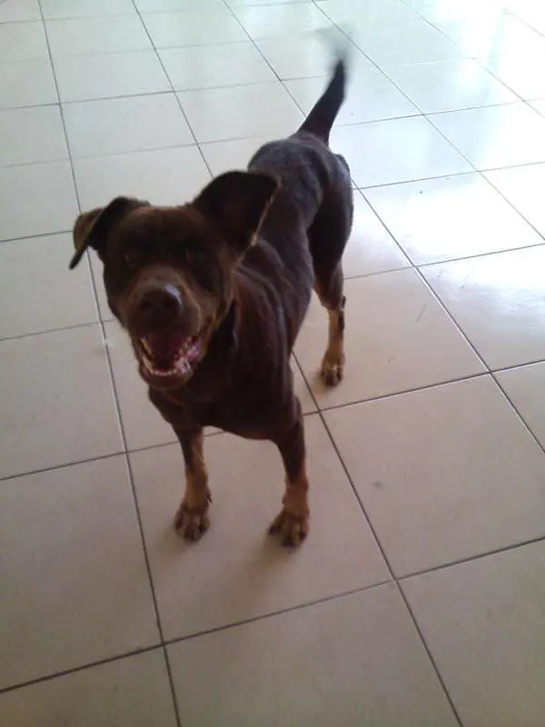 Cachorro ra a Talvez Labrador misturado com Pastor ou Dog Alemão idade 1 ano nome Meg (demos o nome)
