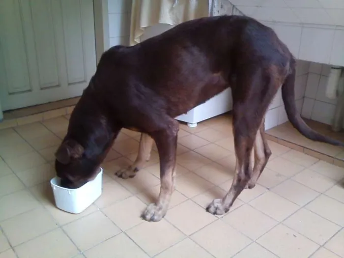 Cachorro ra a Talvez Labrador misturado com Pastor ou Dog Alemão idade 1 ano nome Meg (demos o nome)