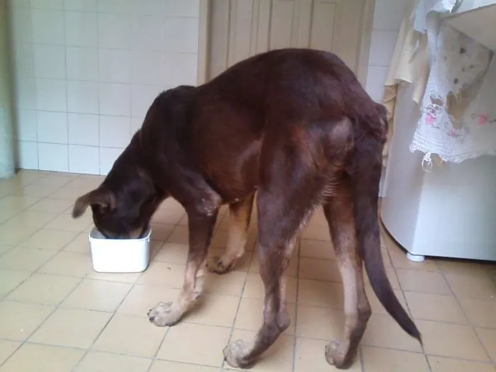 Cachorro ra a Talvez Labrador misturado com Pastor ou Dog Alemão idade 1 ano nome Meg (demos o nome)