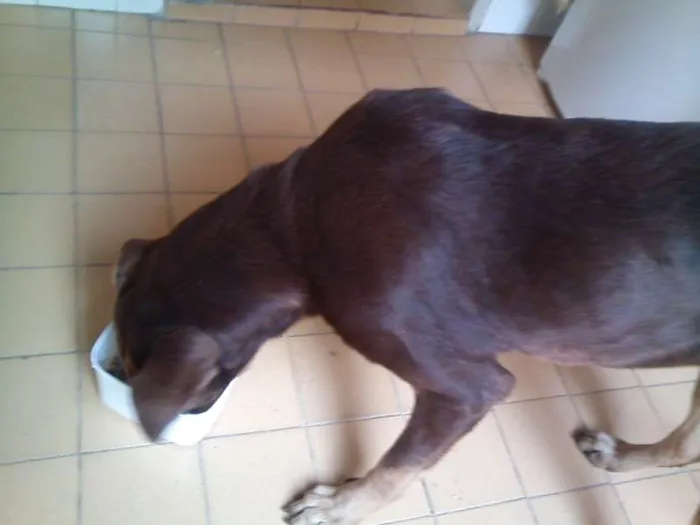 Cachorro ra a Talvez Labrador misturado com Pastor ou Dog Alemão idade 1 ano nome Meg (demos o nome)