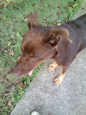 Cachorro raça Talvez Labrador misturado com Pastor ou Dog Alemão idade 1 ano nome Meg (demos o nome)